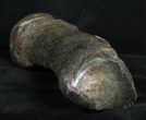 Woolly Rhinoceros Toe Bone - Late Pleistocene #3451-3